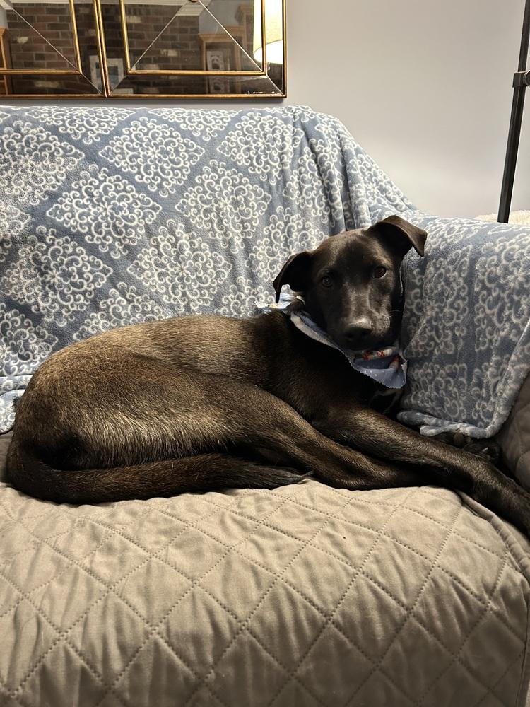 Ken Ashcraft, Adoptable, Puppy Male Mixed Breed.