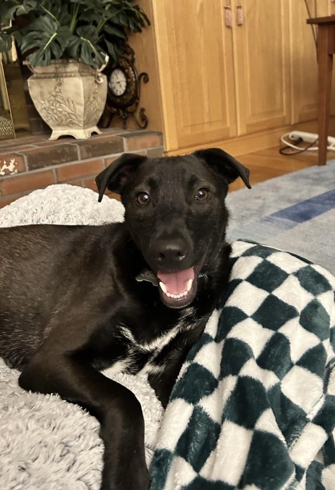Ken Ashcraft, a Adoptable mixed breed in Boston, MA image 2/6