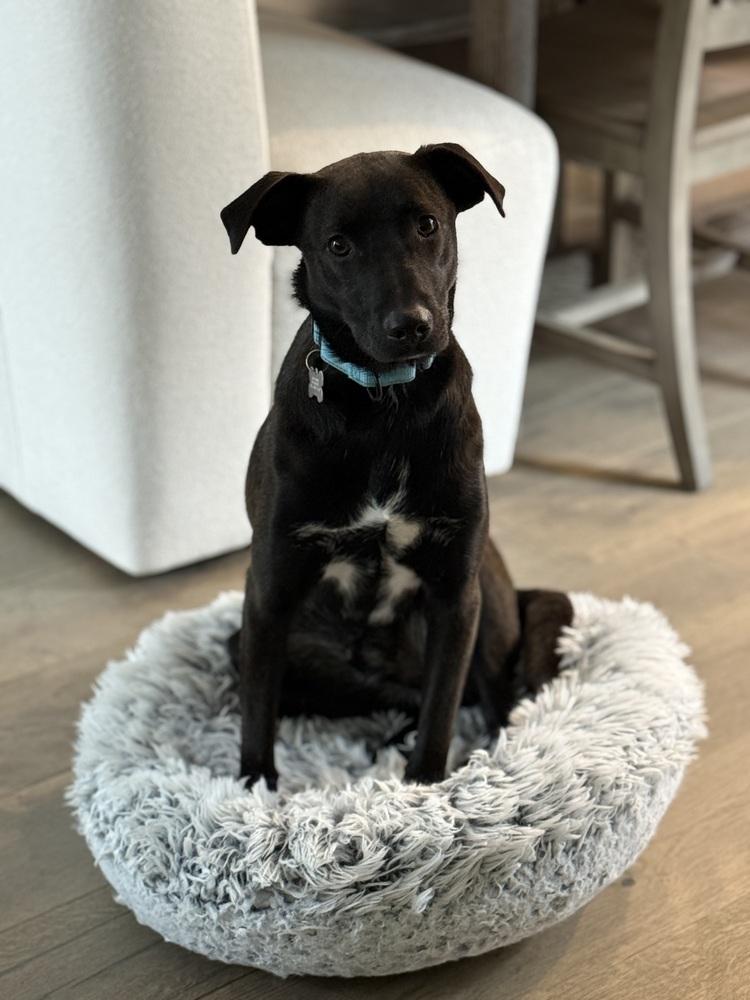 Ken Ashcraft, a Adoptable mixed breed in Boston, MA image 3/6
