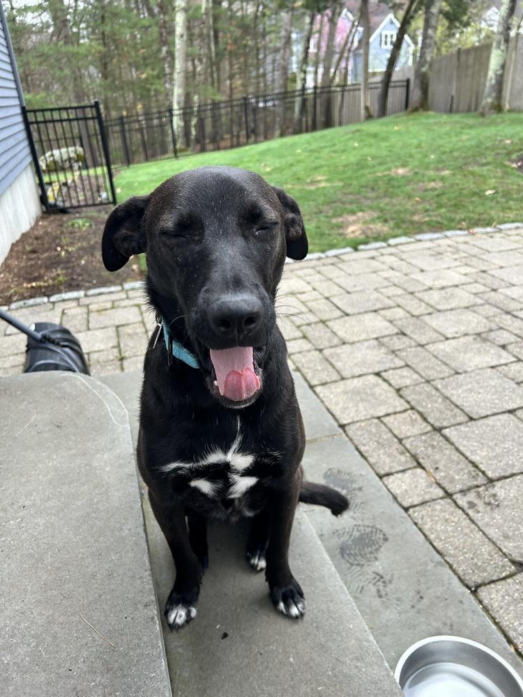 Ken Ashcraft, a Adoptable mixed breed in Boston, MA image 5/6