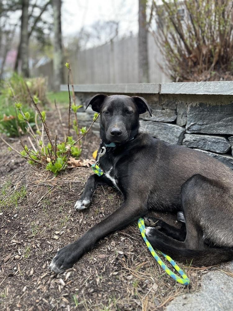 Ken Ashcraft, a Adoptable mixed breed in Boston, MA image 6/6