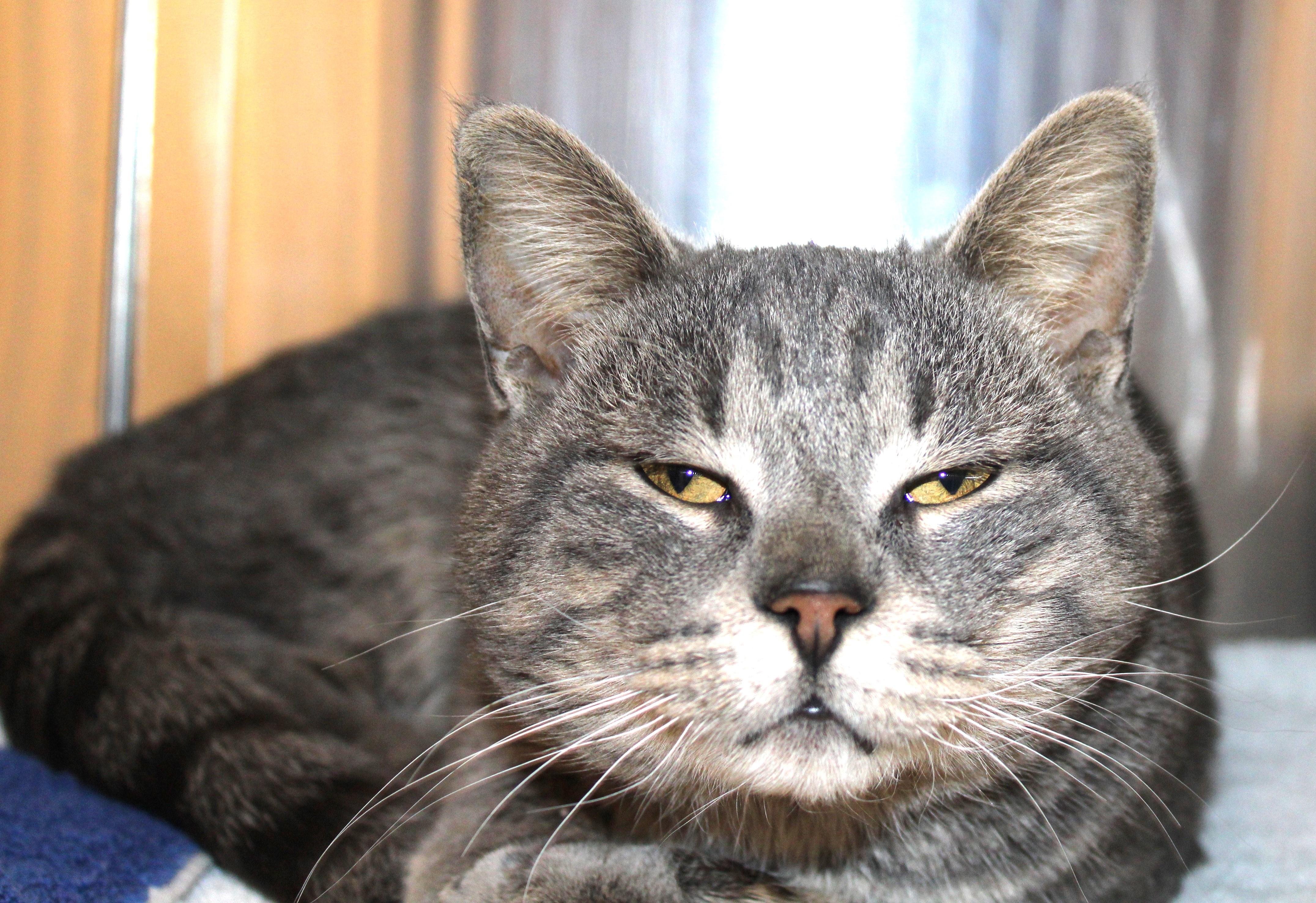 Enlarge Danny Boy, an adoptable Domestic Short Hair in Mississauga, ON image 4/6