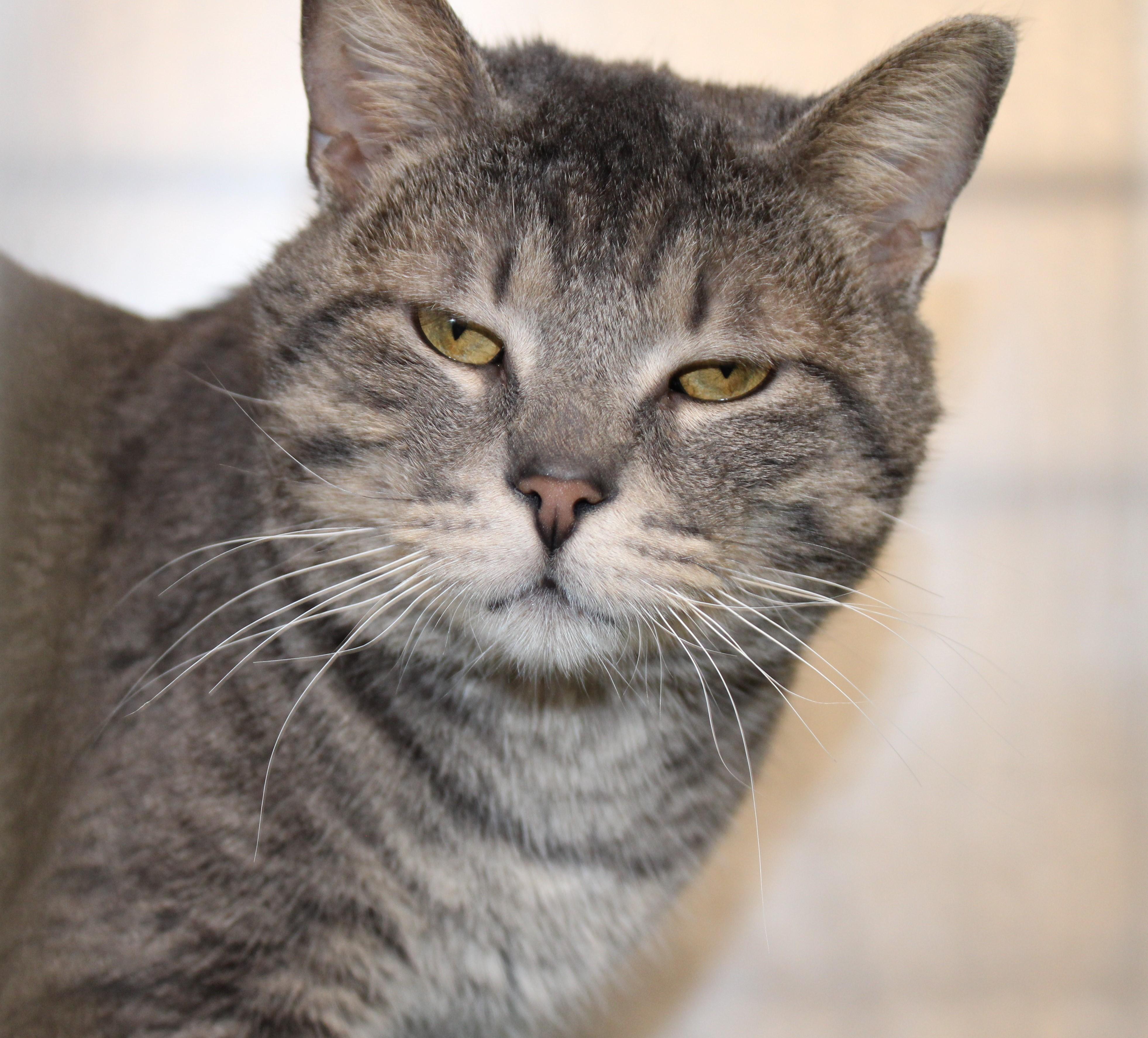 Enlarge Danny Boy, an adoptable Domestic Short Hair in Mississauga, ON image 6/6