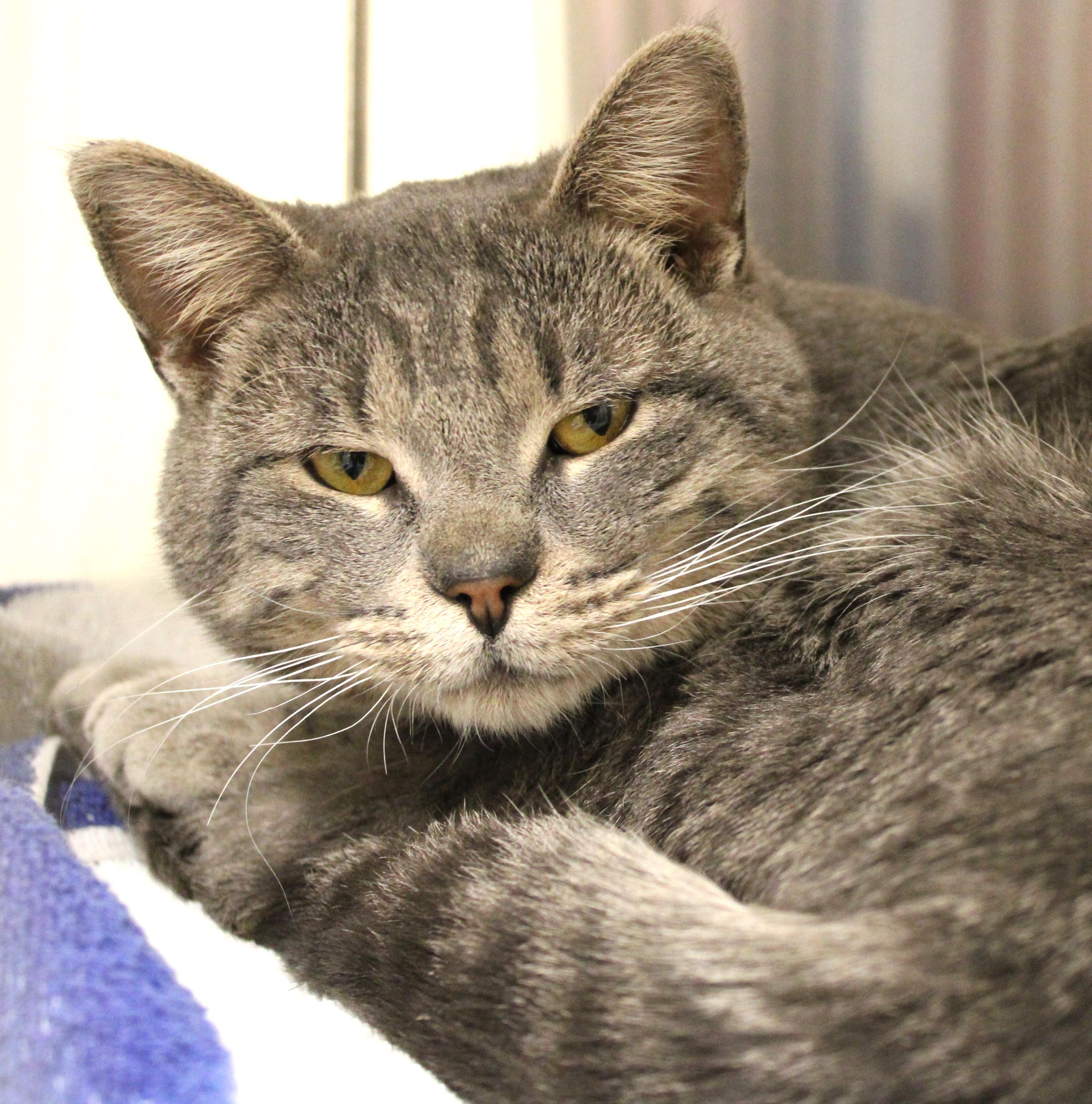 Enlarge Danny Boy, an adoptable Domestic Short Hair in Mississauga, ON image 3/6