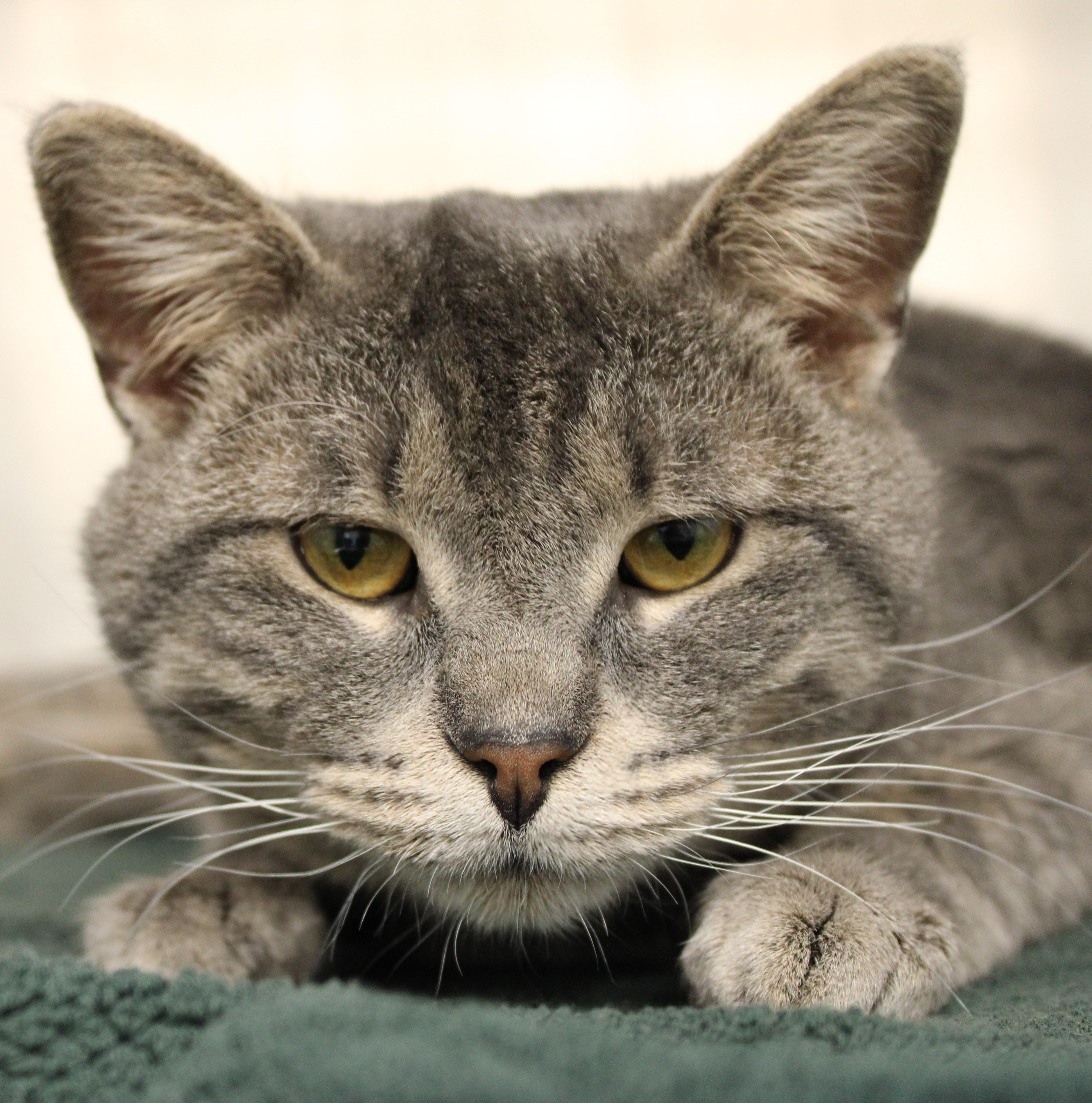 Enlarge Danny Boy, an adoptable Domestic Short Hair in Mississauga, ON image 2/6