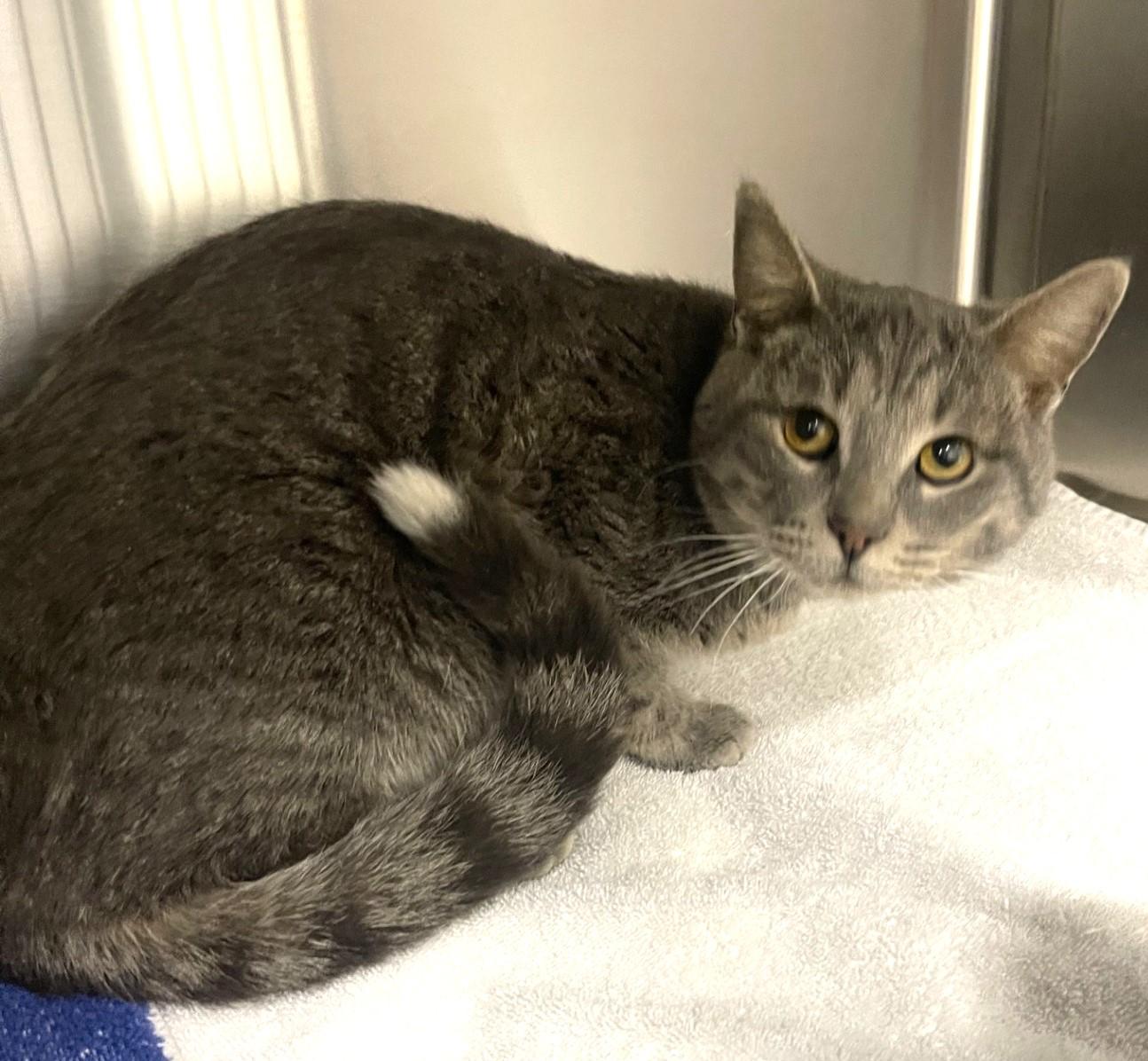 Enlarge Danny Boy, an adoptable Domestic Short Hair in Mississauga, ON image 5/6