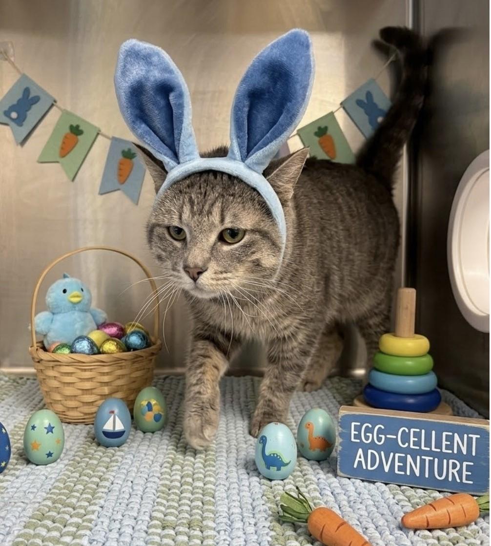 Danny Boy, adoptable, Adult Male Domestic Short Hair.