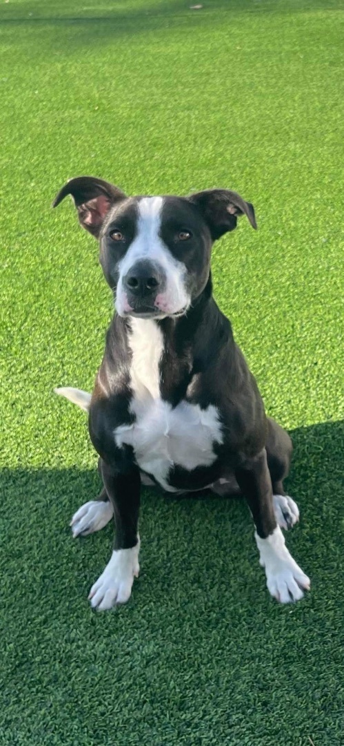 Lily , Adopted, Adult Female American Staffordshire Terrier & Border Collie.