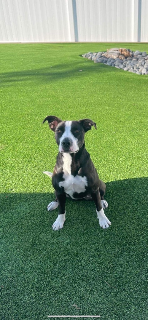 Enlarge Lily , a Adopted mixed breed in Cape Coral, FL image 3/5