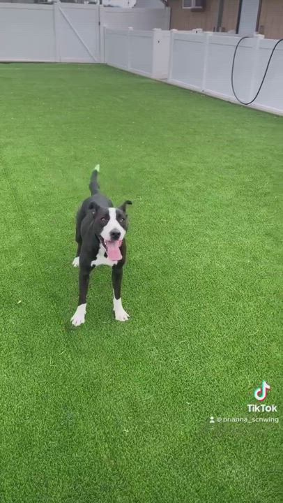 Enlarge Lily , a Adopted mixed breed in Cape Coral, FL video 5/5