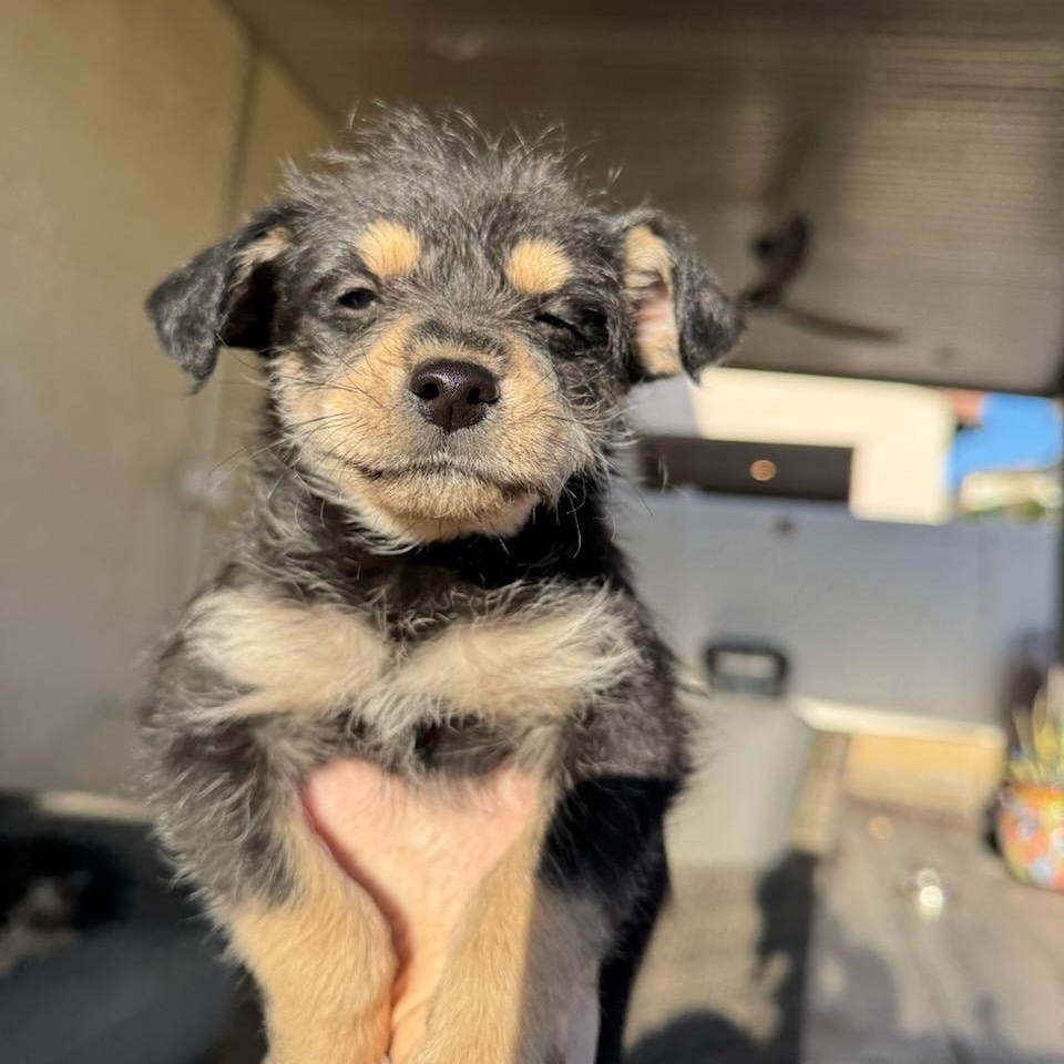 Brennan, ADOPTABLE, Puppy Male Terrier.