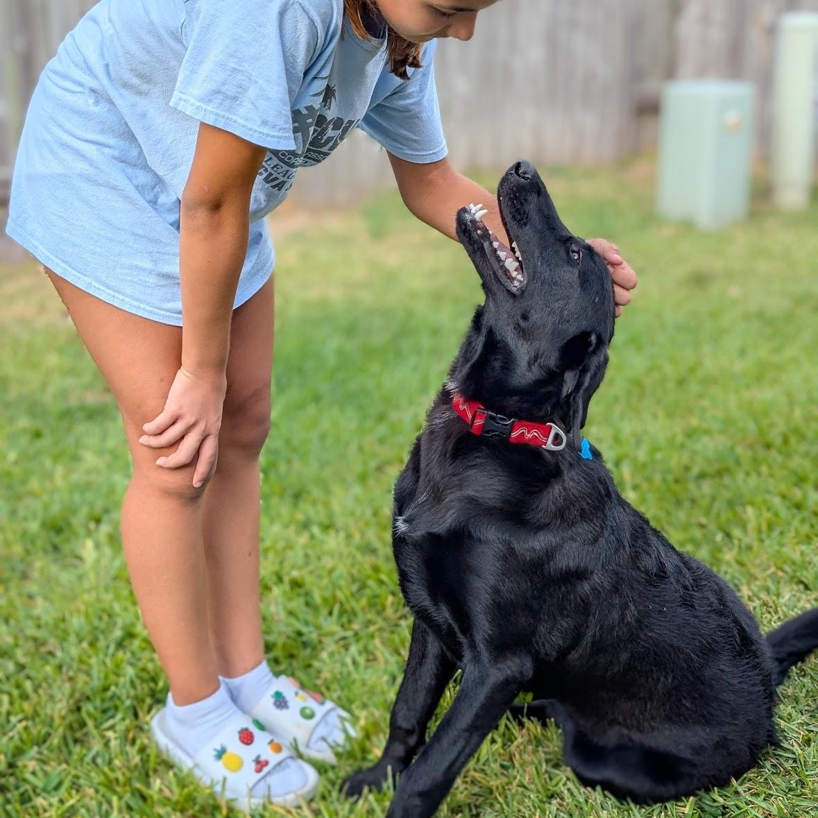 Enlarge Krystal, a Adopted mixed breed in Juneau, WI image 3/6