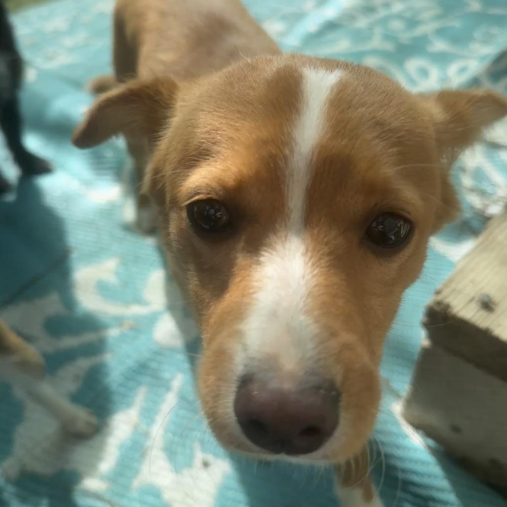 Rebecca, Adoptable, Young Female Chihuahua.