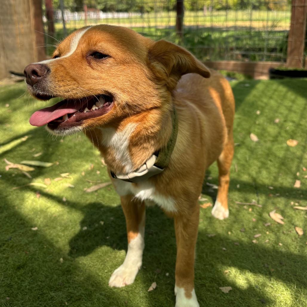 Enlarge Rebecca, a Adoptable Chihuahua in Sonoma, CA image 2/6