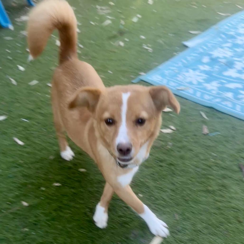 Enlarge Rebecca, a Adoptable Chihuahua in Sonoma, CA image 3/6