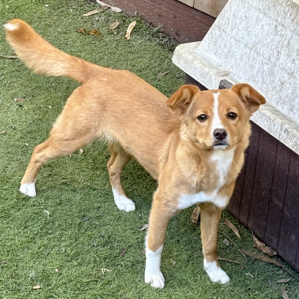 Enlarge Rebecca, a Adoptable Chihuahua in Sonoma, CA image 4/6