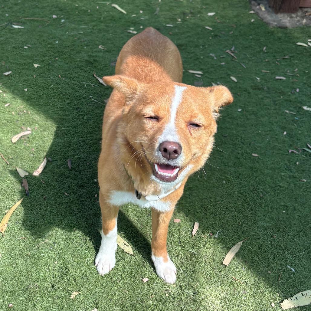 Enlarge Rebecca, a Adoptable Chihuahua in Sonoma, CA image 5/6