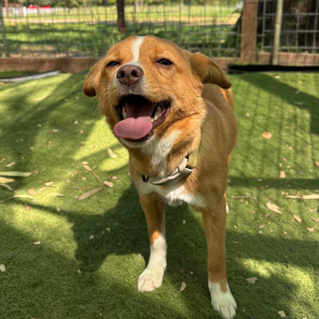 Enlarge Rebecca, a Adoptable Chihuahua in Sonoma, CA image 6/6
