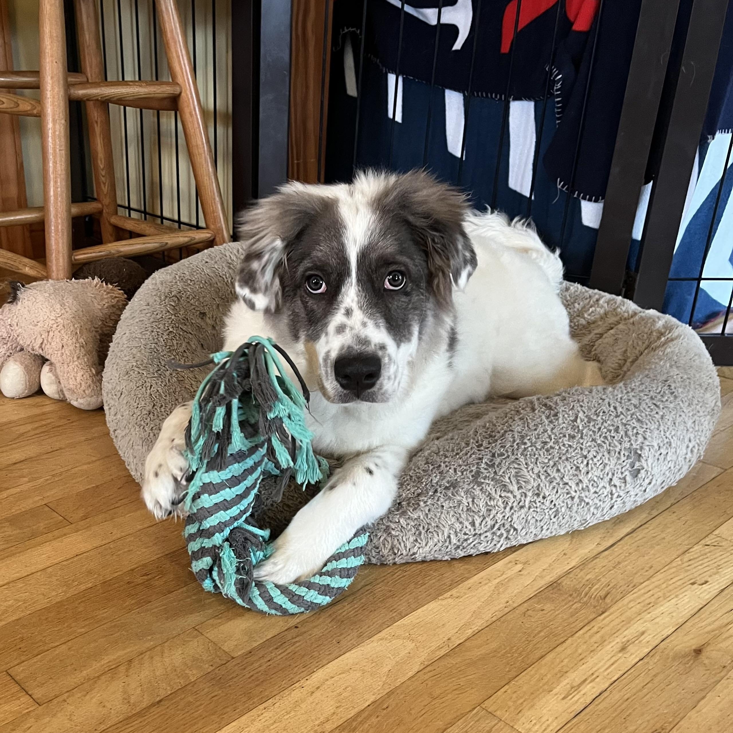 Sweet Pea, a Adoptable mixed breed in Yaphank, NY image 6/6