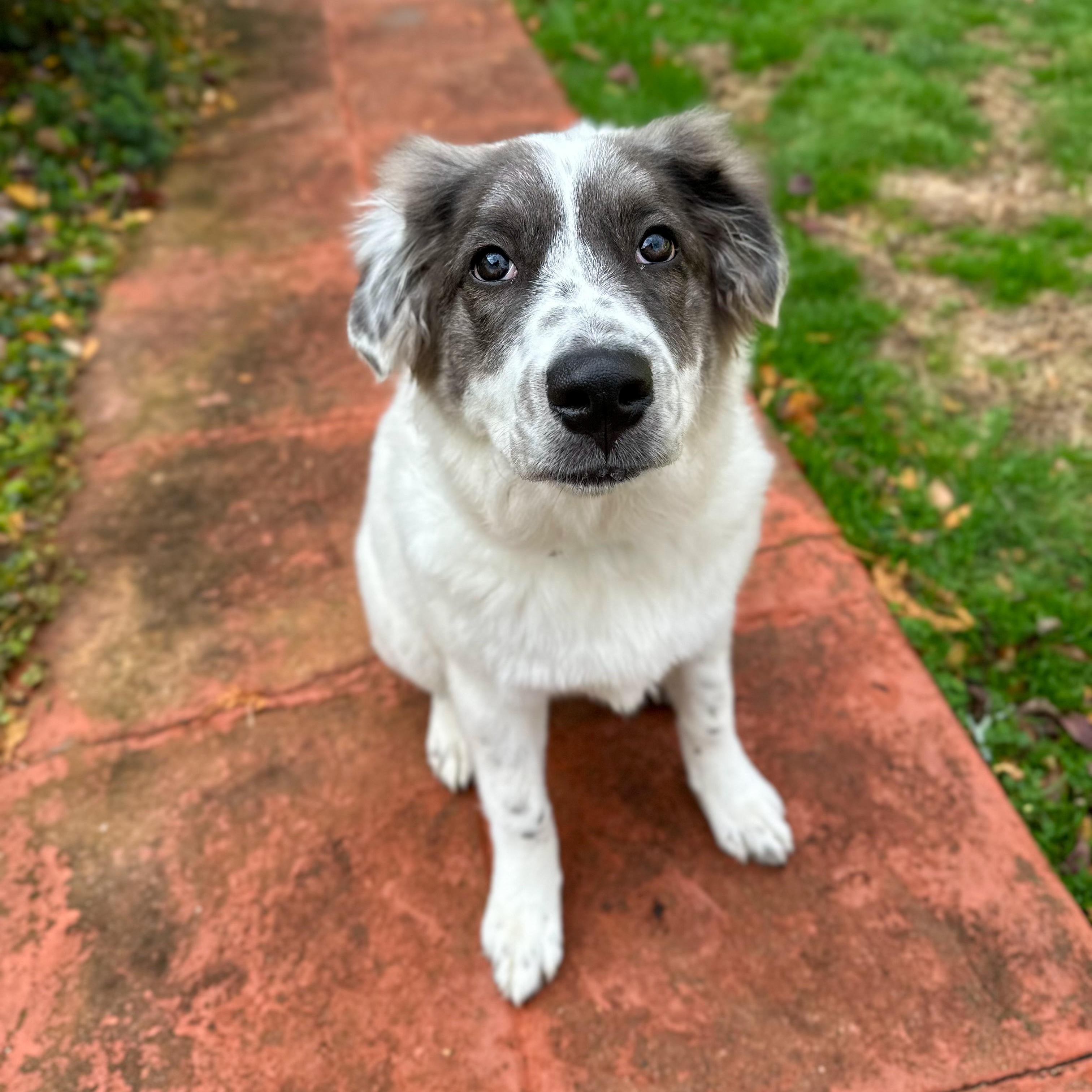 Sweet Pea, Adoptable, Puppy Female Great Pyrenees & Mixed Breed.