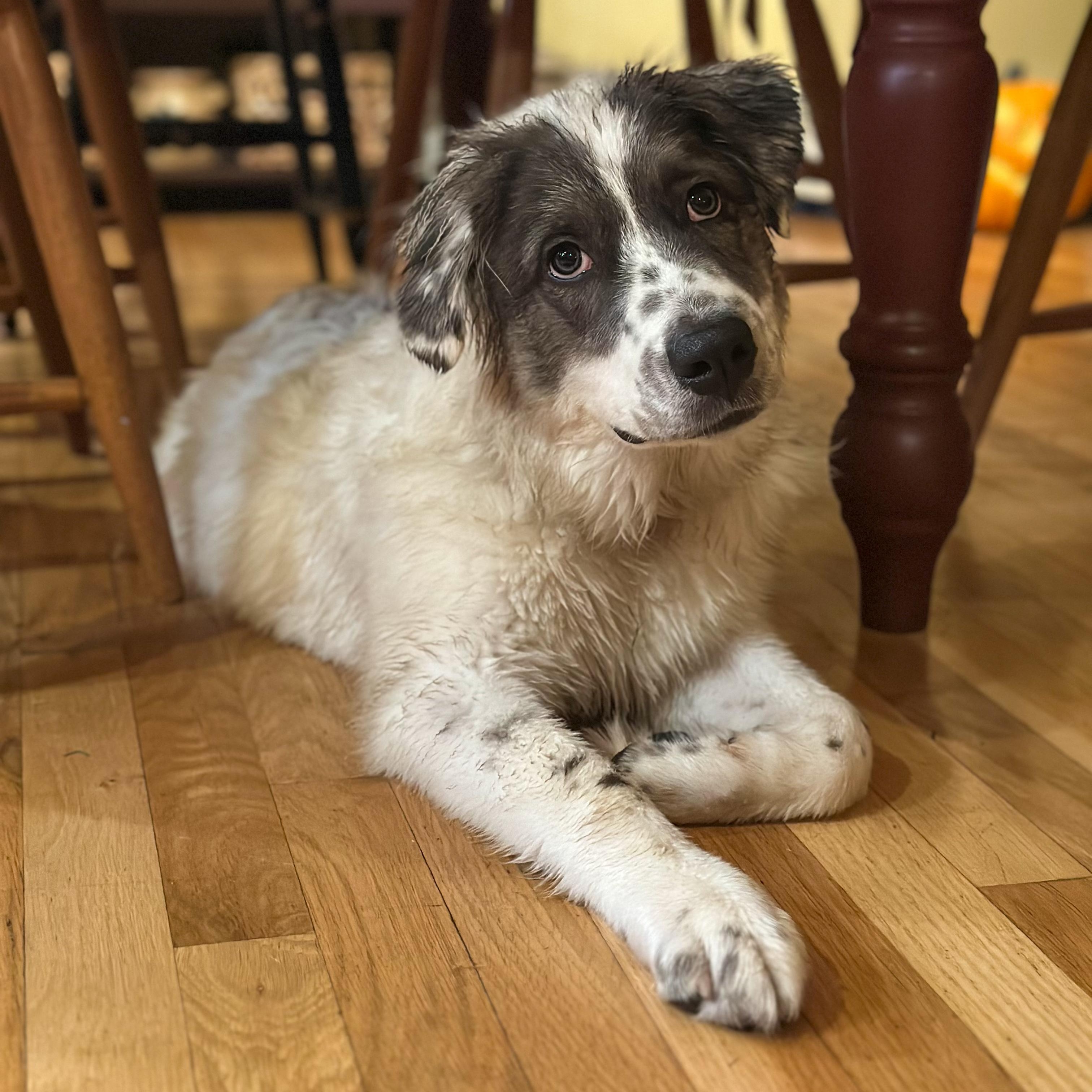 Sweet Pea, a Adoptable mixed breed in Yaphank, NY image 5/6