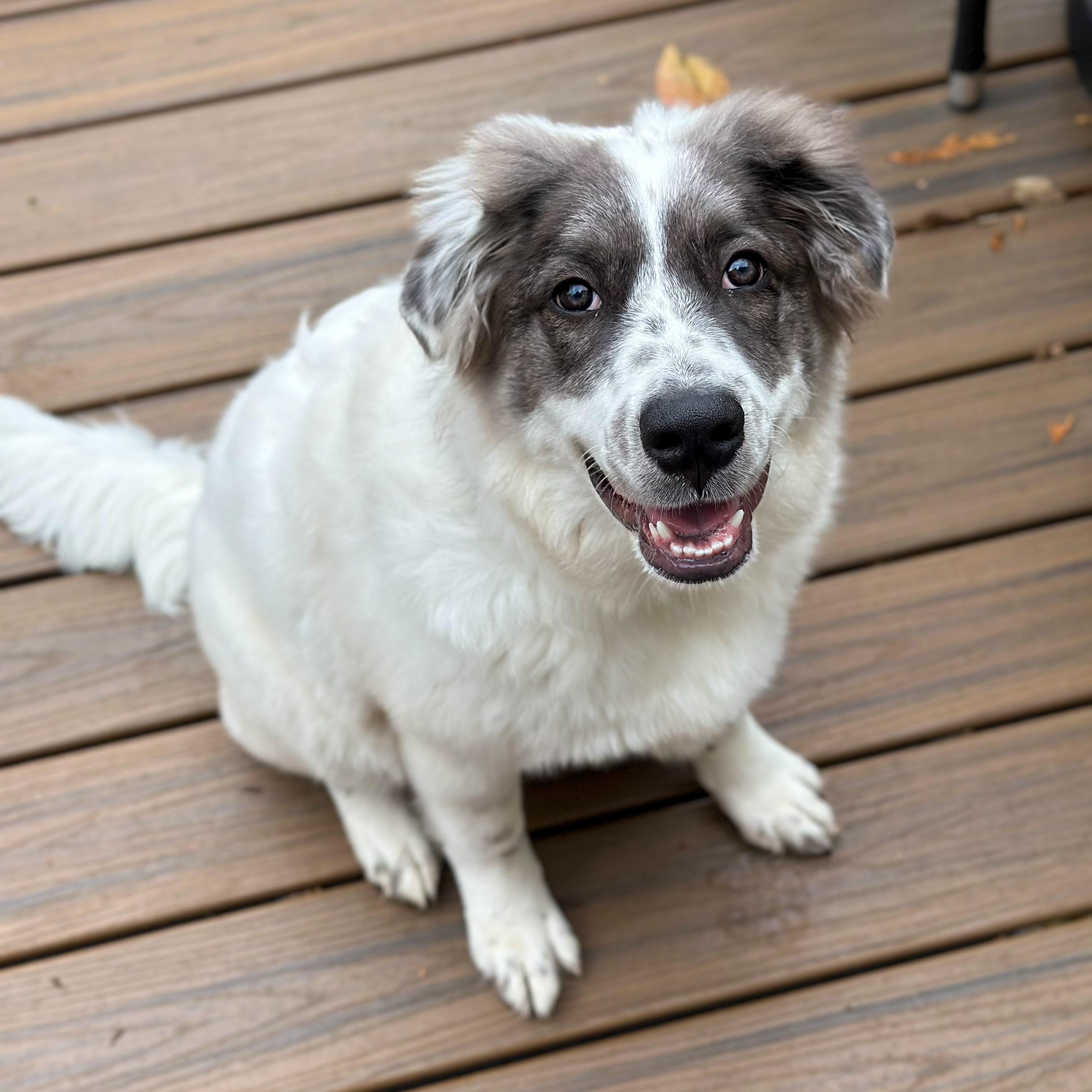 Sweet Pea, a Adoptable mixed breed in Yaphank, NY image 2/6