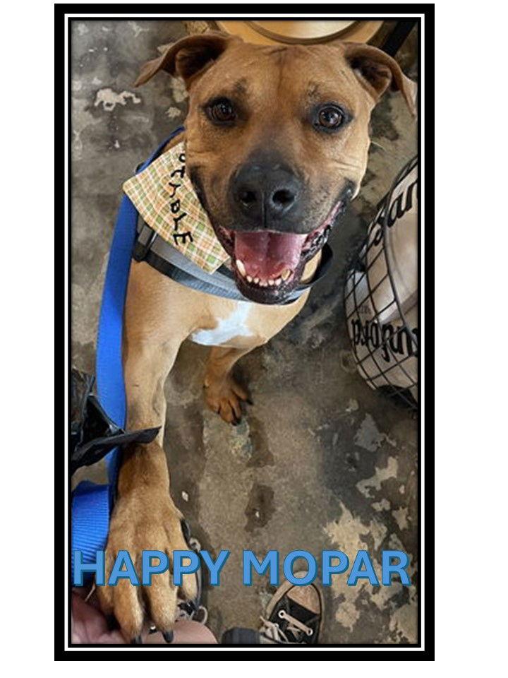 Enlarge Mopar, a Adoptable Black Mouth Cur in Sanford, FL image 1/3