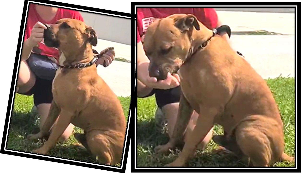 Enlarge Mopar, a Adoptable Black Mouth Cur in Sanford, FL image 2/3