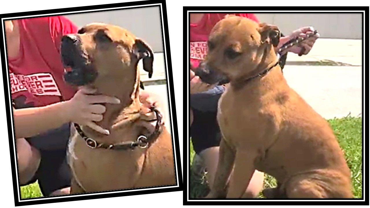 Enlarge Mopar, a Adoptable Black Mouth Cur in Sanford, FL image 3/3