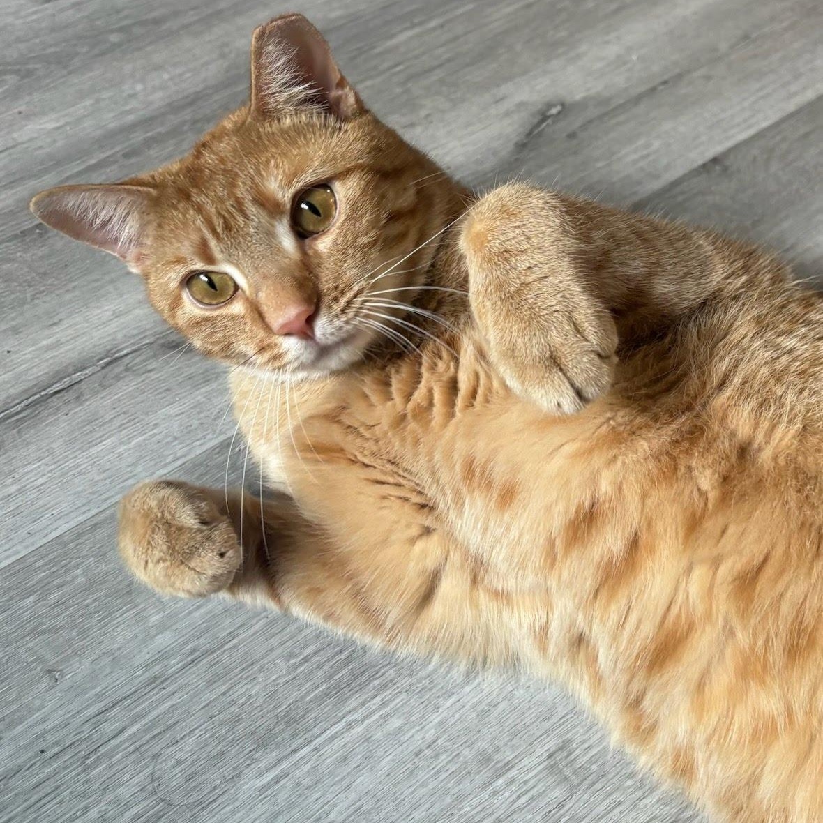Enlarge Danny, a Adoptable Domestic Short Hair in Brooklyn, NY image 1/3