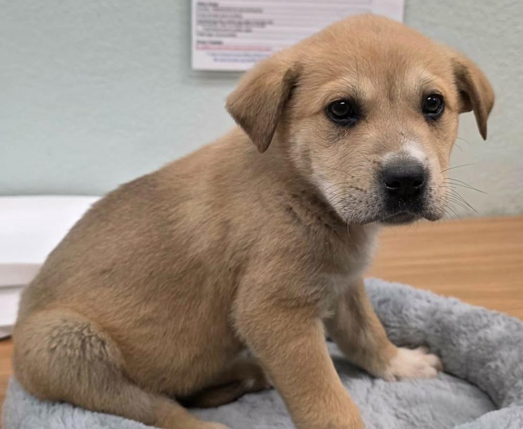 Kora, Adoptable, Puppy Female Shepherd & Belgian Shepherd / Malinois.