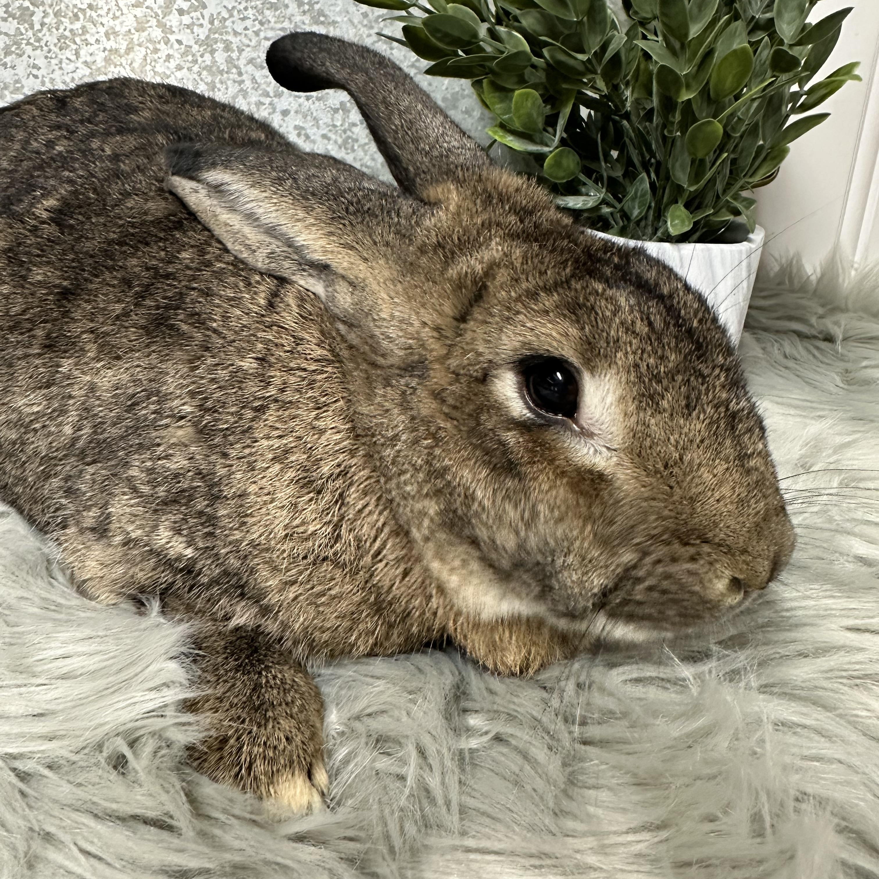 Enlarge Thumper, a Adoptable American in Columbia, SC image 1/4