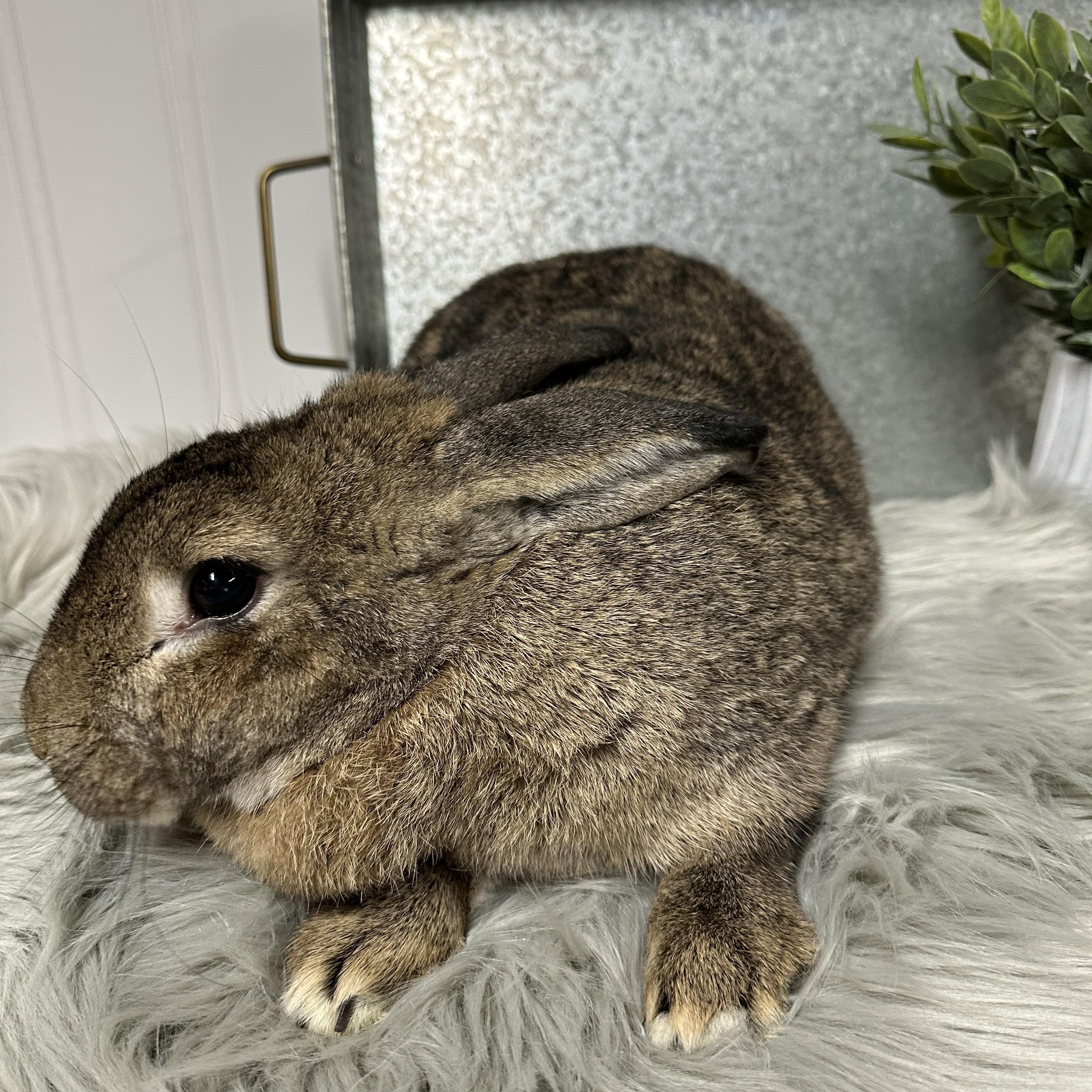 Enlarge Thumper, a Adoptable American in Columbia, SC image 2/4