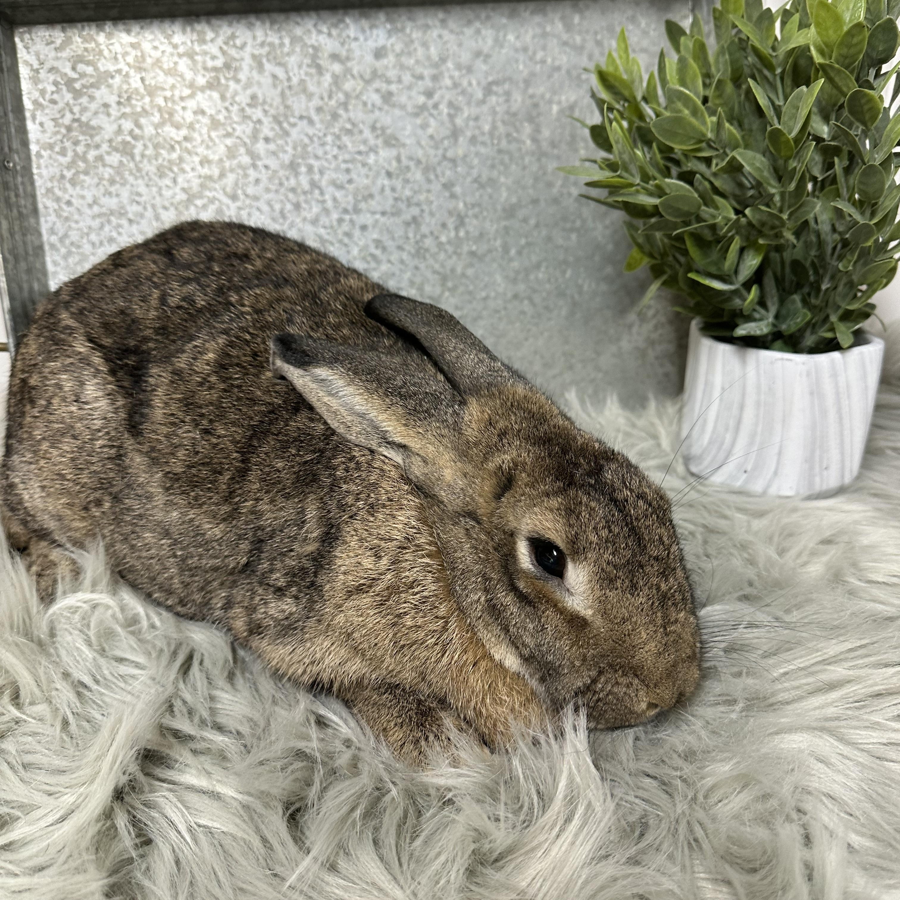 Enlarge Thumper, a Adoptable American in Columbia, SC image 3/4