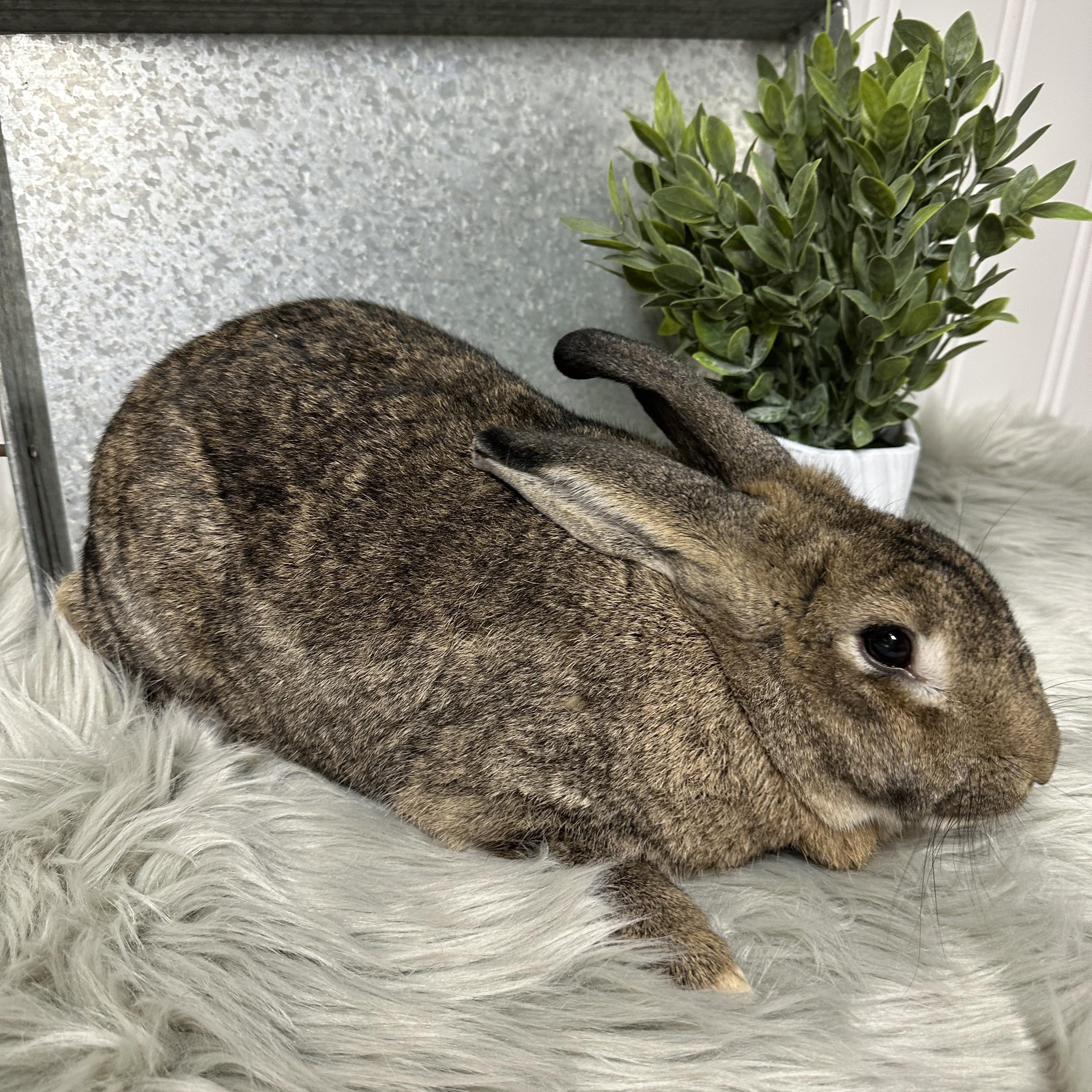 Enlarge Thumper, a Adoptable American in Columbia, SC image 4/4