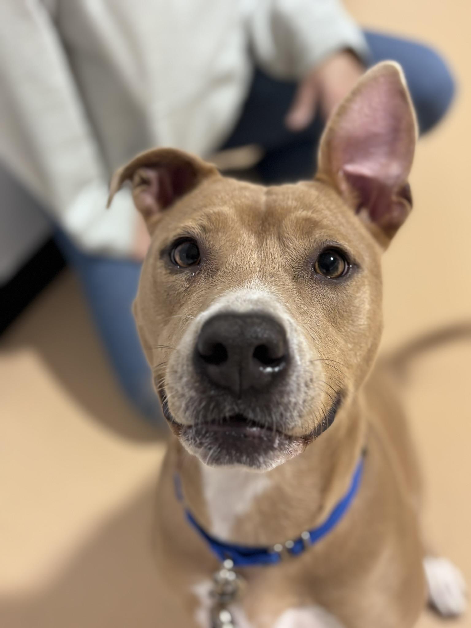 Nayla, Adoptable, Young Female Boxer & Basenji.