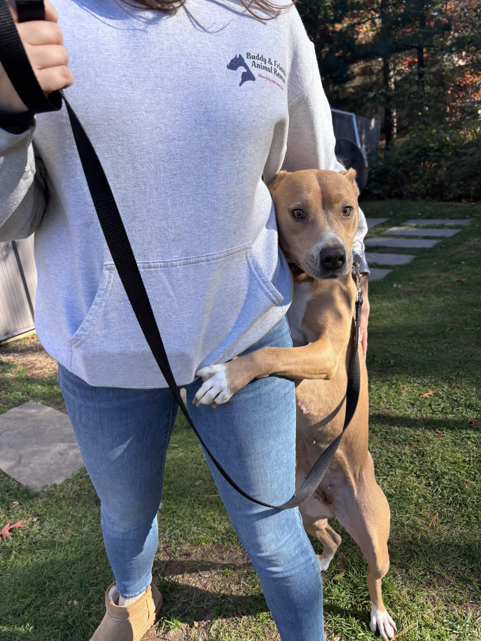 Nayla, a Adoptable mixed breed in Pembroke, MA image 5/6