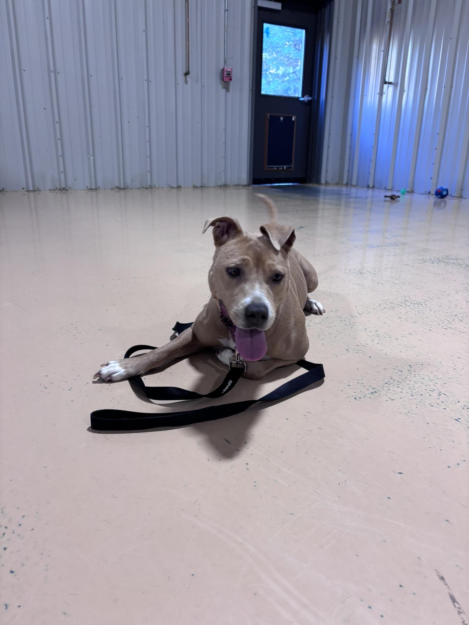 Nayla, a Adoptable mixed breed in Pembroke, MA image 6/6