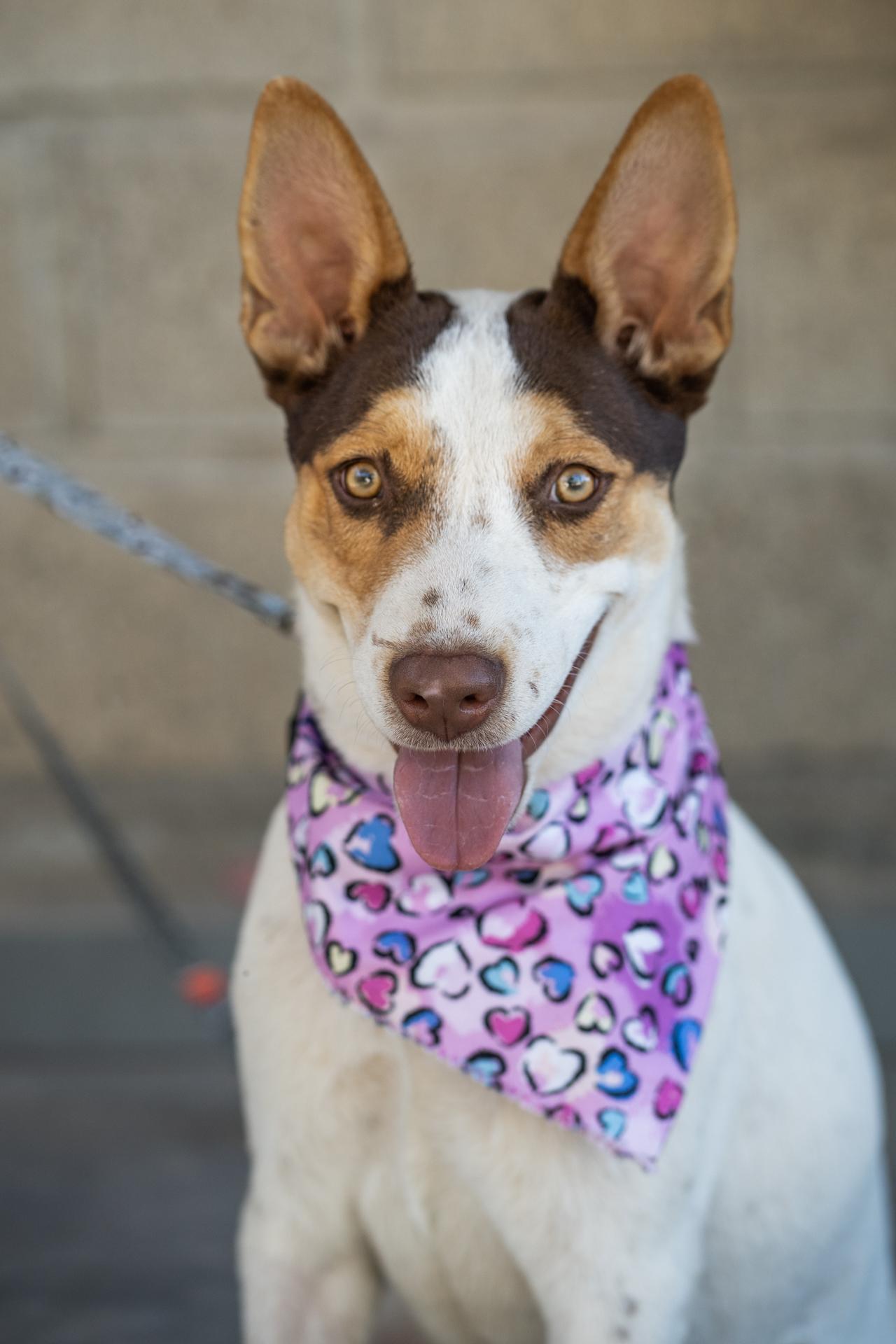 Chiquita, Adoptable, Young Female Husky & German Shepherd Dog.