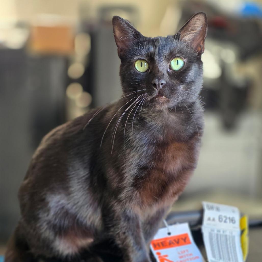 Sydney — thumbnail 2