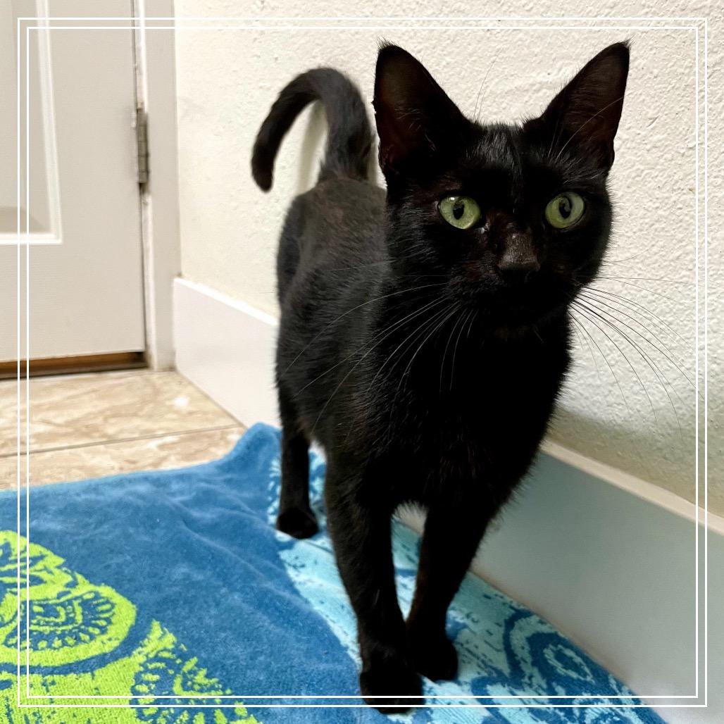 Sydney — thumbnail 6