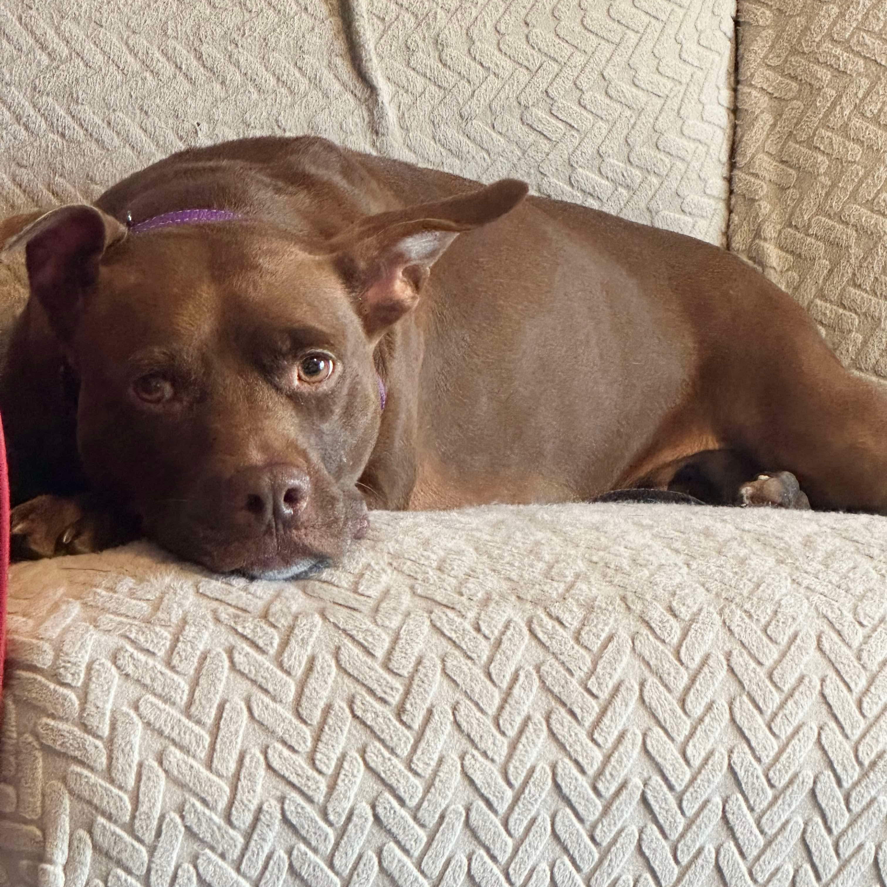 Enlarge PENNY, a Adoptable mixed breed in Largo, FL image 5/6