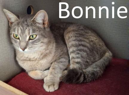 Enlarge Bonnie, a Adoptable mixed breed in Mountain View, AR image 1/2