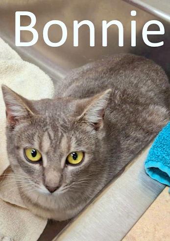 Enlarge Bonnie, a Adoptable mixed breed in Mountain View, AR image 2/2