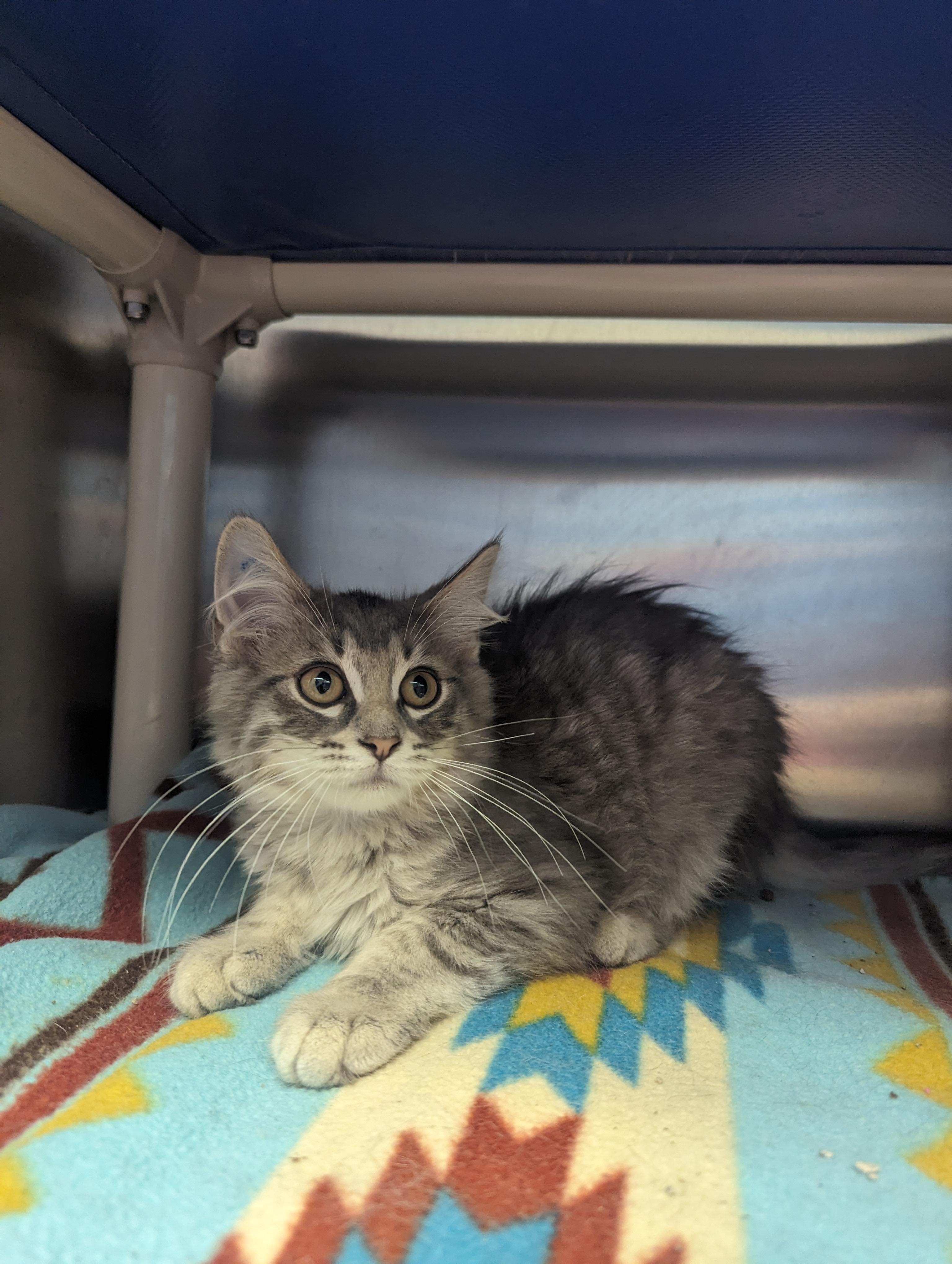 Egret, Baby Male Domestic Medium Hair