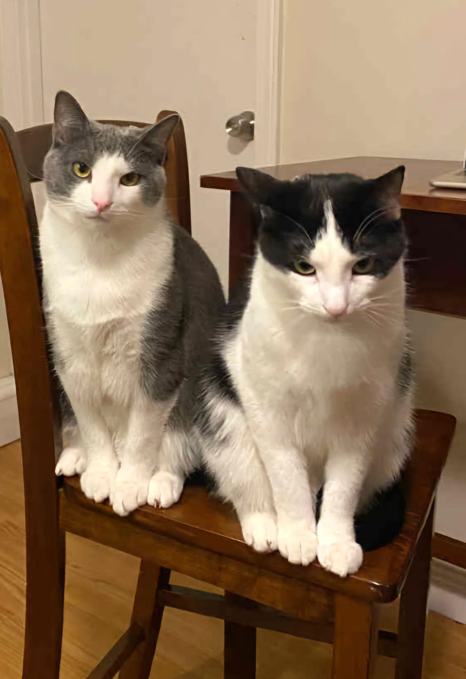 Enlarge Abu & Oba OS, a Adoptable Domestic Short Hair in Saunderstown, RI image 1/2
