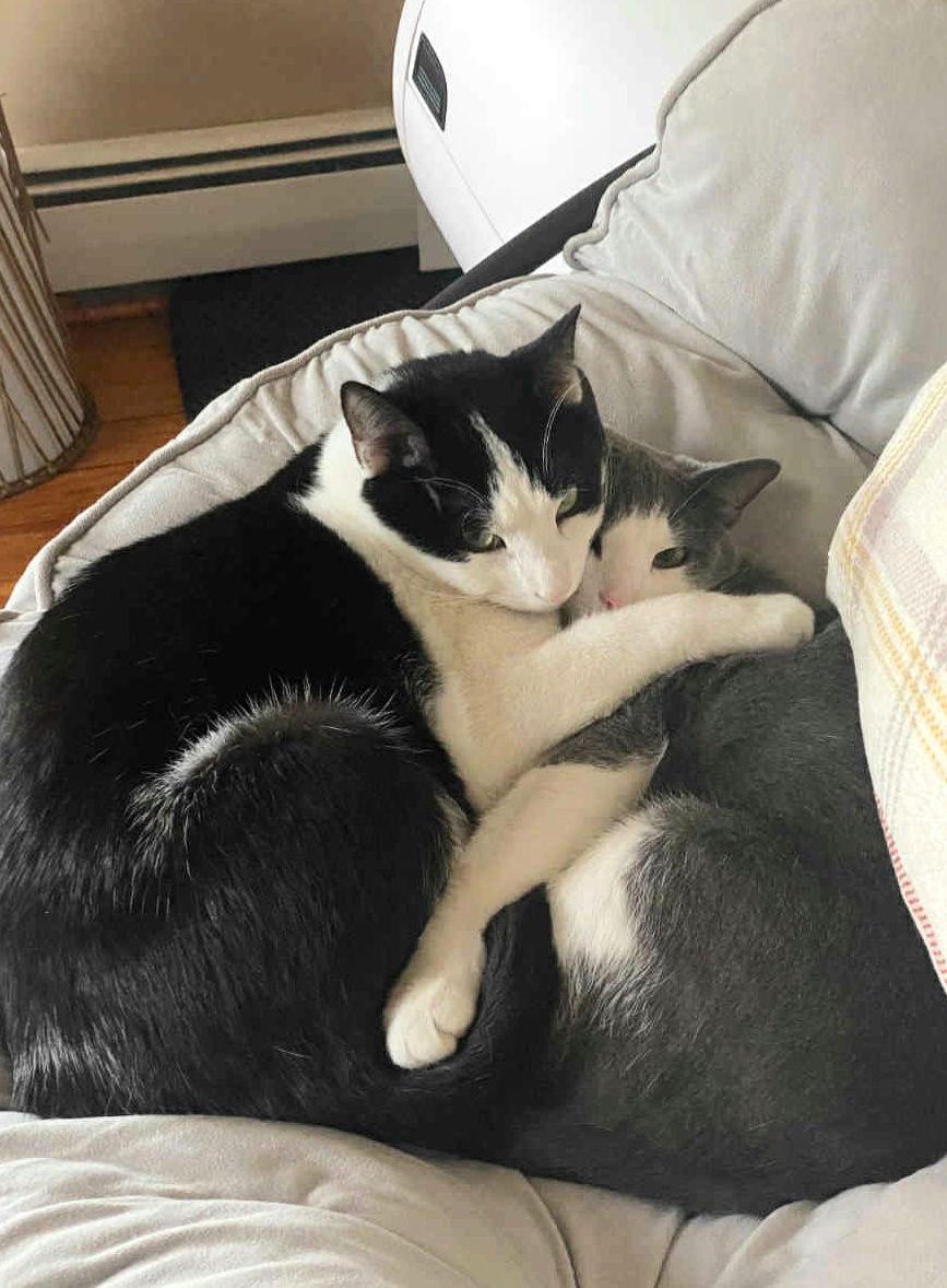Enlarge Abu & Oba OS, a Adoptable Domestic Short Hair in Saunderstown, RI image 2/2
