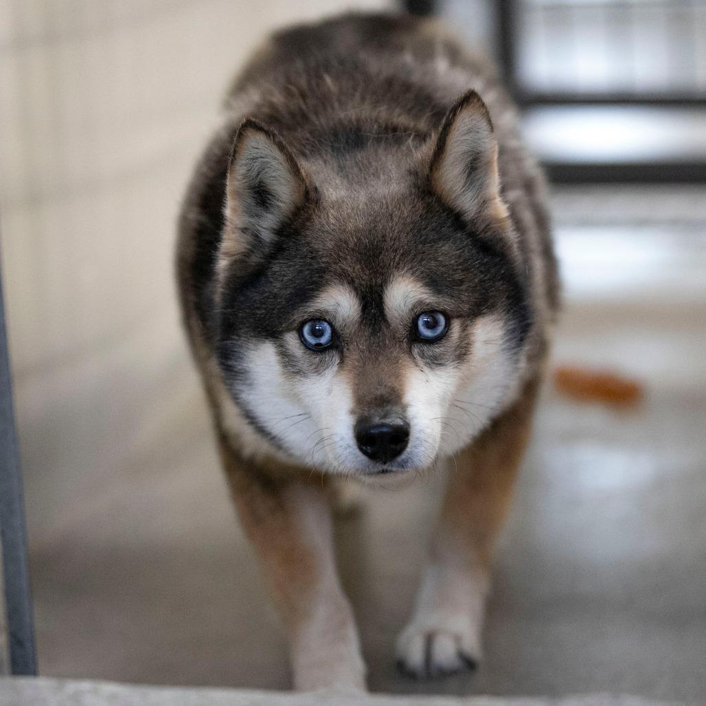 Enlarge Tundra (MR26-285), a Adoptable Klee Kai in Peyton, CO image 1/6