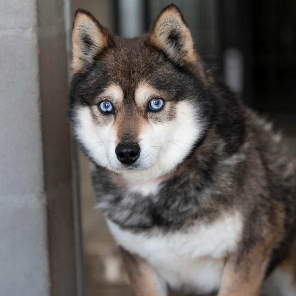 Enlarge Tundra (MR26-285), a Adoptable Klee Kai in Peyton, CO image 2/6