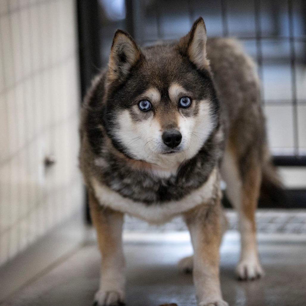 Enlarge Tundra (MR26-285), a Adoptable Klee Kai in Peyton, CO image 3/6